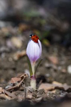A ladybug is sitting on a flower bud 스톡 사진