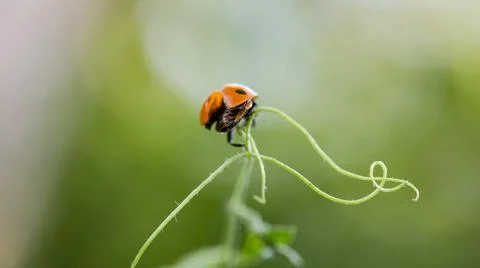 Ladybug sitting on a flower leaf. Ladybug running along on blade of green grass Stock Photos