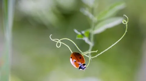Ladybug sitting on a flower leaf. Ladybug running along on blade of green grass Stock Photos