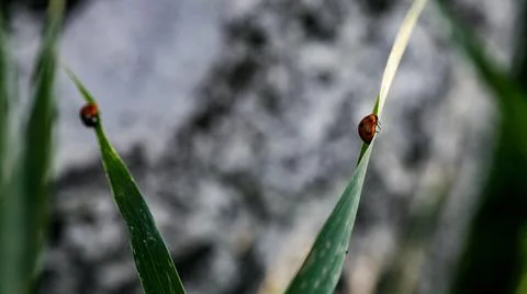 Ladybug sitting on a flower leaf. Ladybug running along on blade of green grass Stock-Fotos