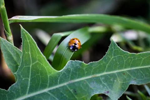 Ladybug sitting on a flower leaf. Ladybug running along on blade of green grass Foto stock