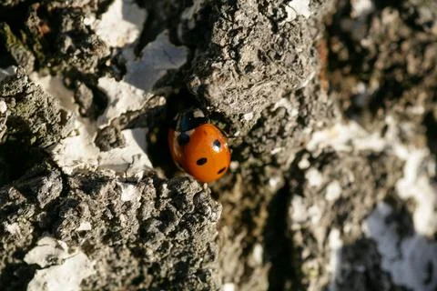 Ladybug sitting on a flower leaf. Ladybug running along on blade of green grass Stock Photos