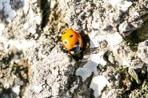 Ladybug sitting on a flower leaf. Ladybug running along on blade of green grass Stock Photos