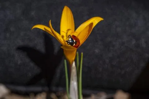 A ladybug is sitting on a flower Fotos Stock