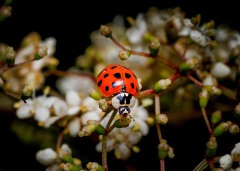 A ladybug is sitting on a flower Stock Photos