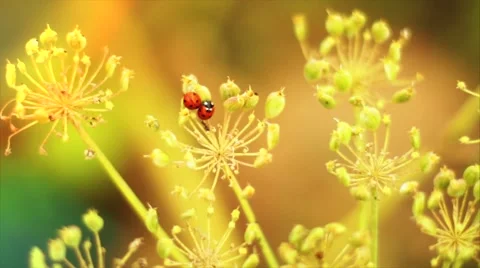 Ladybug sitting in the flower. Summer. Macro shooting. Stockbeeldmateriaal 50092088