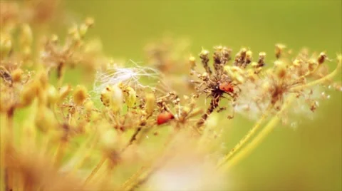 Ladybug sitting in the flower. Summer. Macro shooting. Stock Footage 50092215
