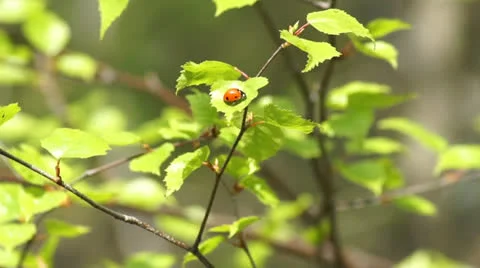 Ladybug sitting on a fresh birch leaves Video stock 22674725