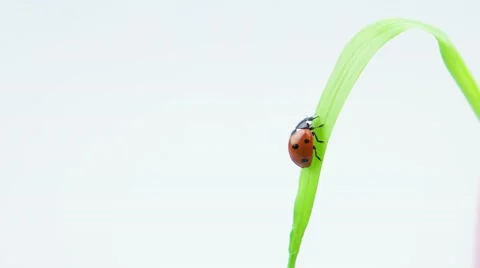 Ladybug sitting on the grass and wash his paws Stock Footage 52769022