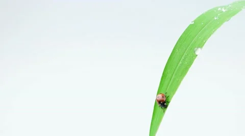 Ladybug sitting on the grass with drops Stock Footage 52769020