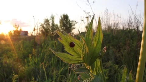 Ladybug sitting on the grass Stock Footage 244582296