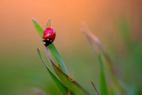 Ladybug is sitting on the grass Stock Photos