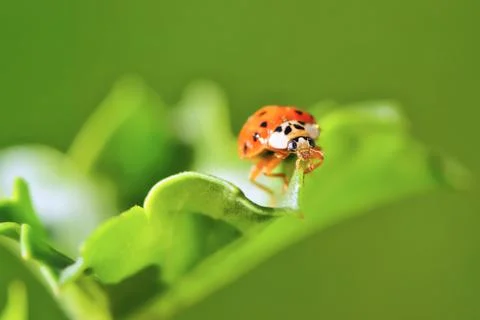 Ladybug sitting on a green grass. Stock Photos