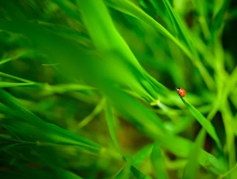 Ladybug sitting on a green leaf, background,conceptually Stock Photos