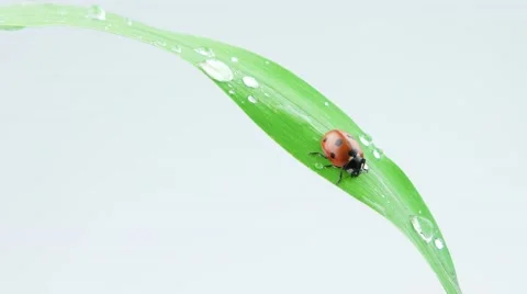 Ladybug sitting on the green leaf of grass with drops Stock Footage 52769090