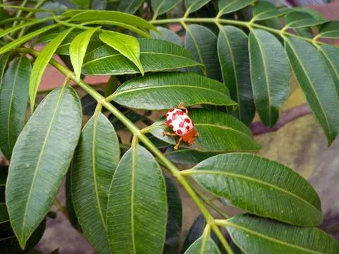 Ladybug sitting on a green leaf. Insects on the leaf in tropical season Stock Photos