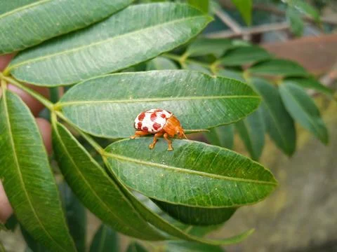 Ladybug sitting on a green leaf. Insects on the leaf in tropical season Stock Photos