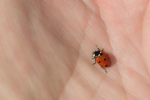 Ladybug sitting on a hand, can be used for background Stock Photos