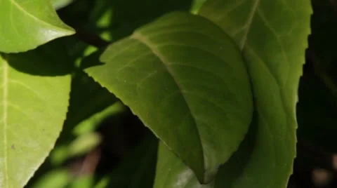Ladybug sitting on a leaf Stock Footage 7752085