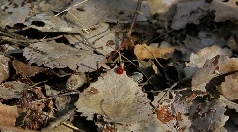 Ladybug sitting on a leaf Stock Footage 49627044