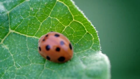 A ladybug is sitting on a leaf Video stock 278602452