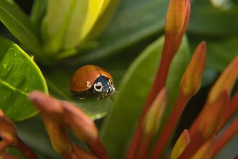 A ladybug is sitting on a leaf Stock Photos