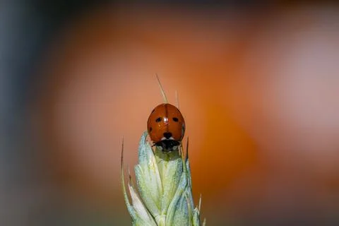 A ladybug is sitting on a leaf 스톡 사진
