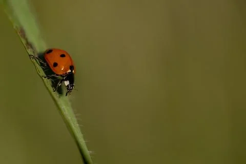 A ladybug is sitting on a leaf Stock-Fotos