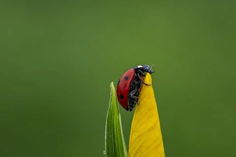 A ladybug is sitting on a leaf Stock-Fotos