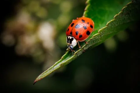 A ladybug is sitting on a leaf Stock Photos
