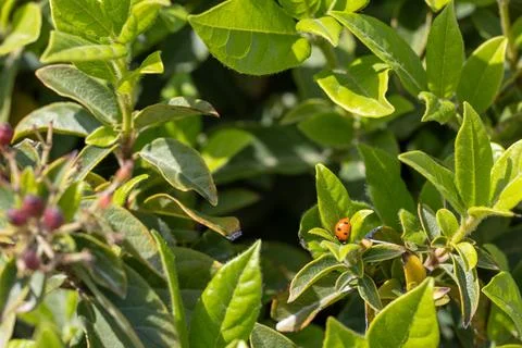 A ladybug is sitting on a leaf of a plant Stock Photos