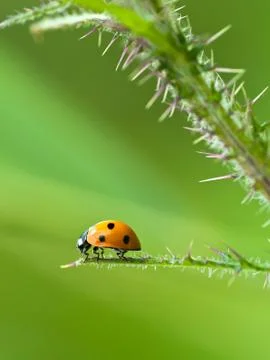 Ladybug sitting on the leaf of a thistle Stock Photos
