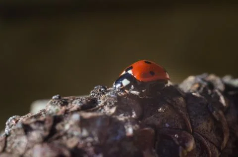 Ladybug is sitting on pine cone Stock Photos