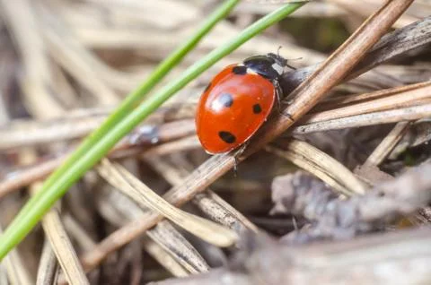 Ladybug is sitting on pine needles Stock Photos