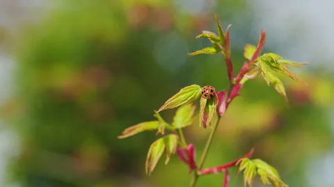 Ladybug Sitting On A Plant. Little Round Beetle - Red With Black Spots. Green Stock Footage 258623643