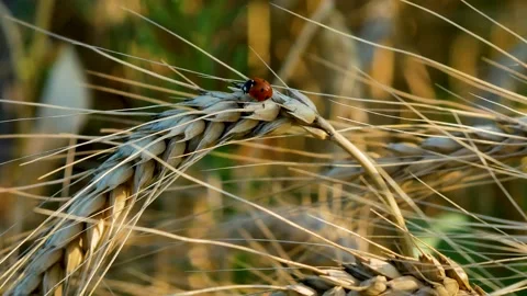 Ladybug sitting on a ripe ear of wheat Stock Footage 247020393