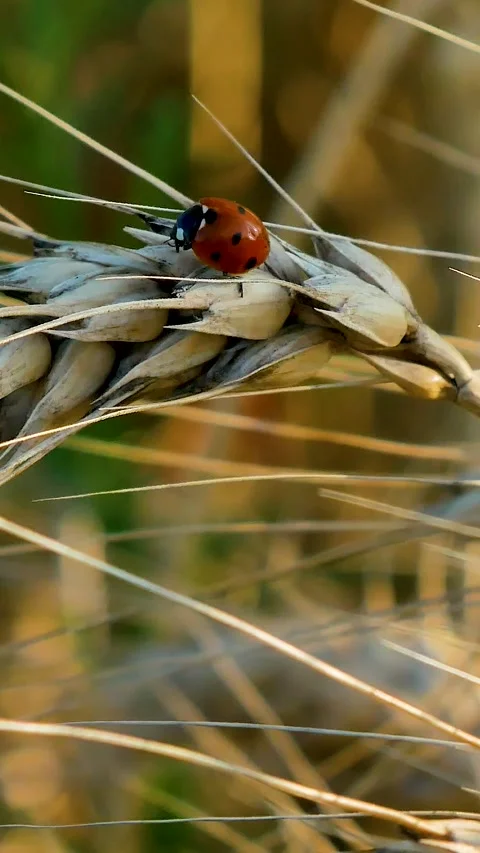 Ladybug sitting on a ripe ear of wheat Stock Footage 312145013