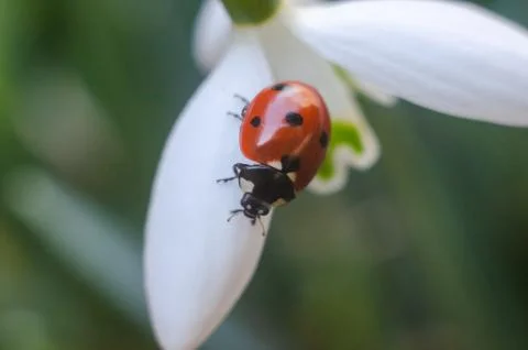 Ladybug sitting on a snowdrop Stock Photos