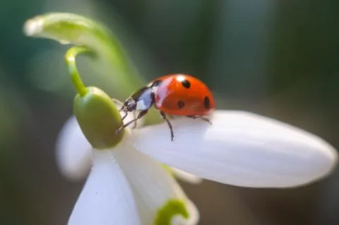 Ladybug sitting on a snowdrop Stock Photos