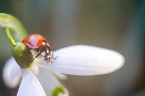 Ladybug sitting on a snowdrop Stock Photos