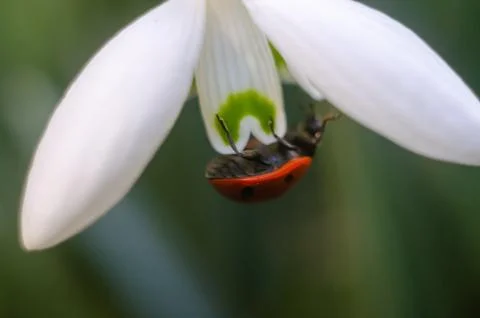 Ladybug sitting on a snowdrop Stock Photos