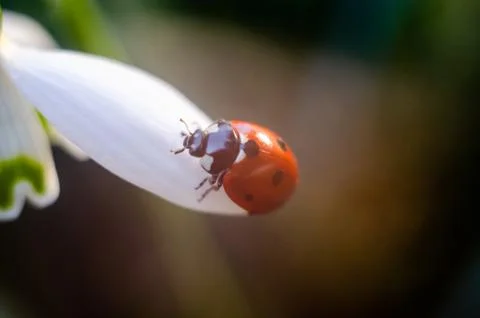 Ladybug sitting on a snowdrop Stock Photos