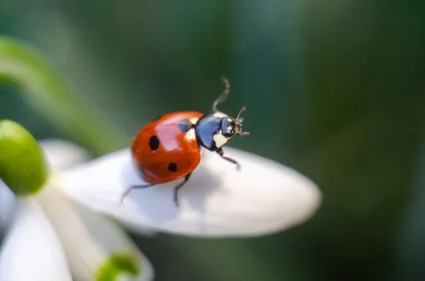 Ladybug sitting on a snowdrop Stock Photos