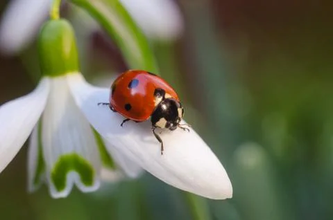 Ladybug sitting on a snowdrop Stock Photos