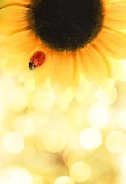 Ladybug sitting on a sunflower Stock Photos