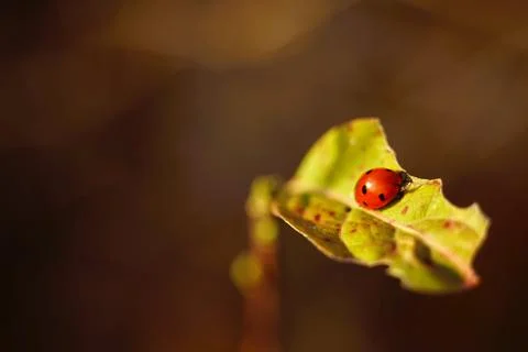Ladybug sitting on a torn leaf, close-up Stock-Fotos