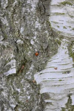A ladybug is sitting on a tree trunk Stock Photos