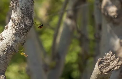 Ladybug sitting on a tree trunk Stock Photos