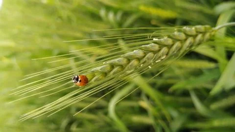 Ladybug sitting on wheat ear in winter session. Stock Photos
