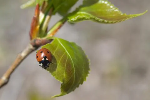 Ladybug sitting on a young leaf, can be used for background Stock Photos